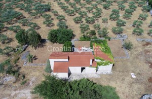 thumb_3329586_oatia-brac-house-agricultural-land-olive-grove-sale-101-.jpg